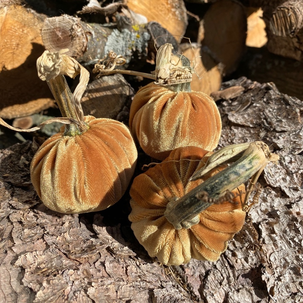 Velvet pumpkins - Picture 3 of 5